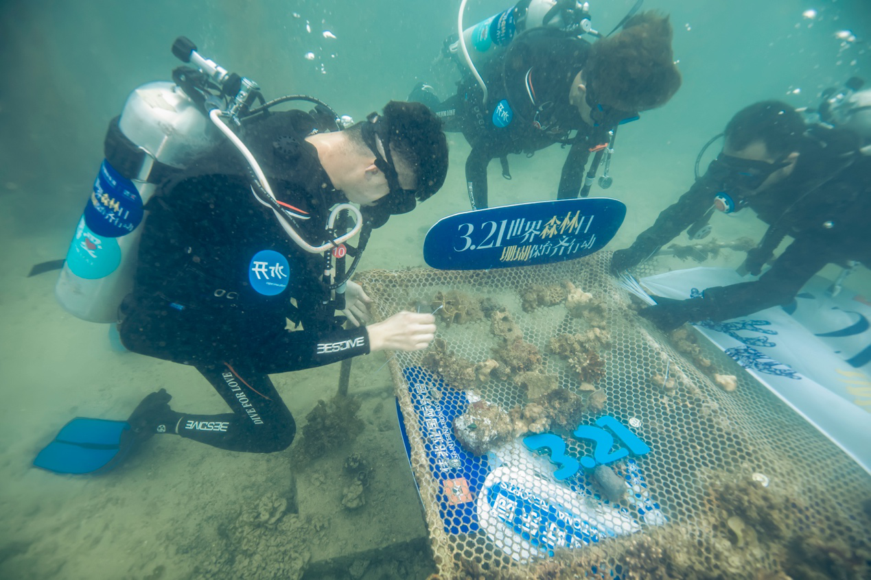 世界森林日海底“种珊瑚” 持续保育“海底森林”