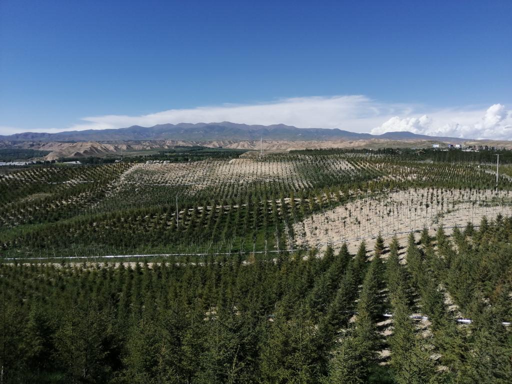 一生战“沙场”，三代斗贫困——老村支书扎西治沙记